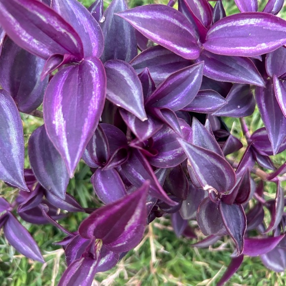 Red Hill - Picture 3 of 4